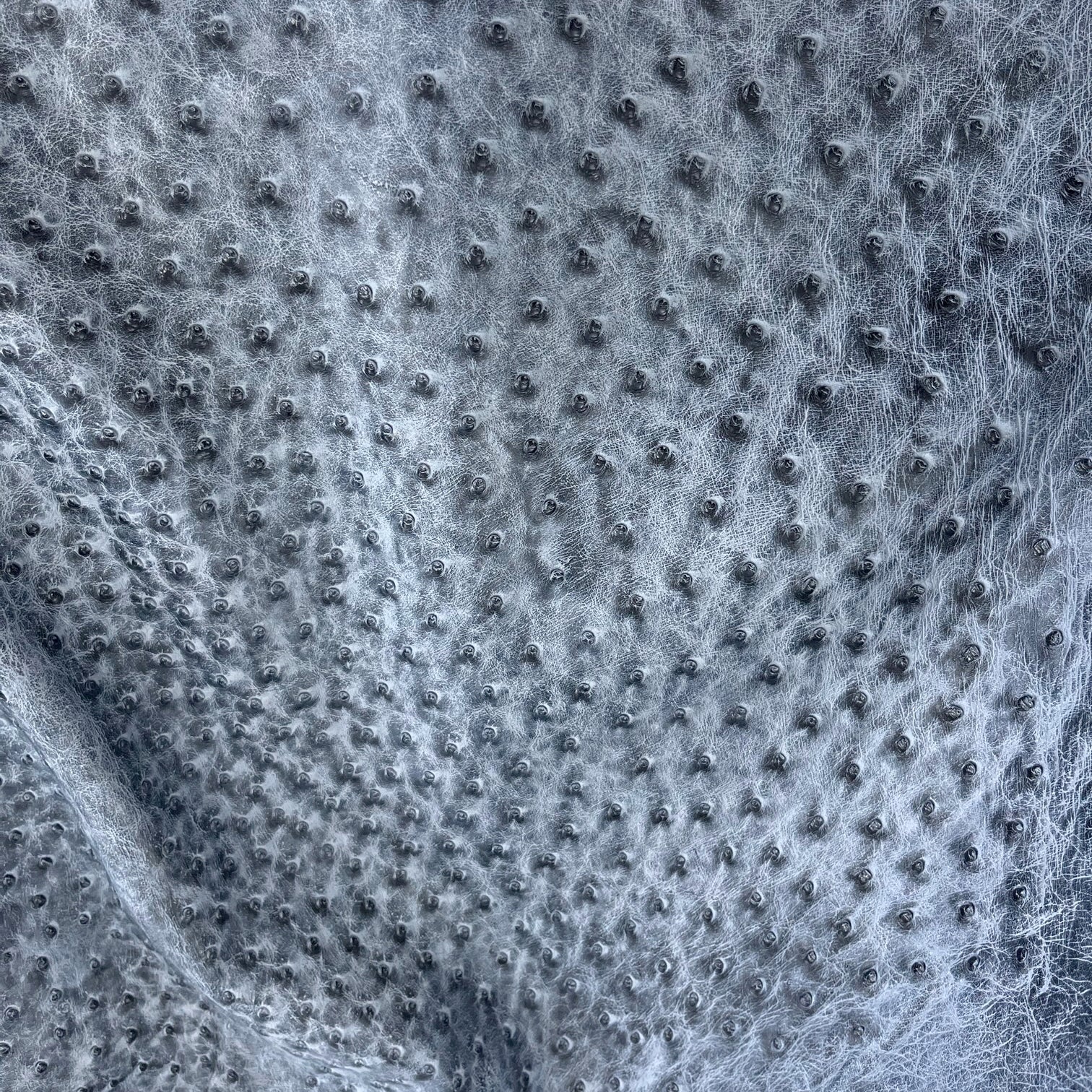 Ostrich