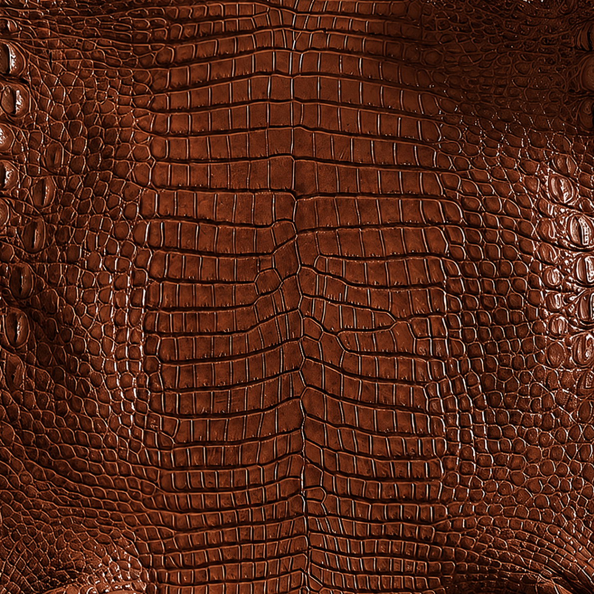 Moreletii Crocodile