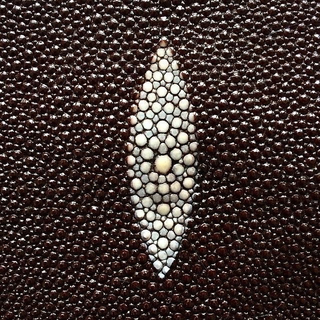Stingray